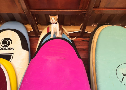 How to Choose Your First Surfboard 🌊